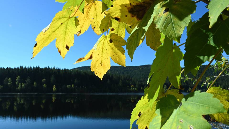 Naturpark Südschwarzwald 