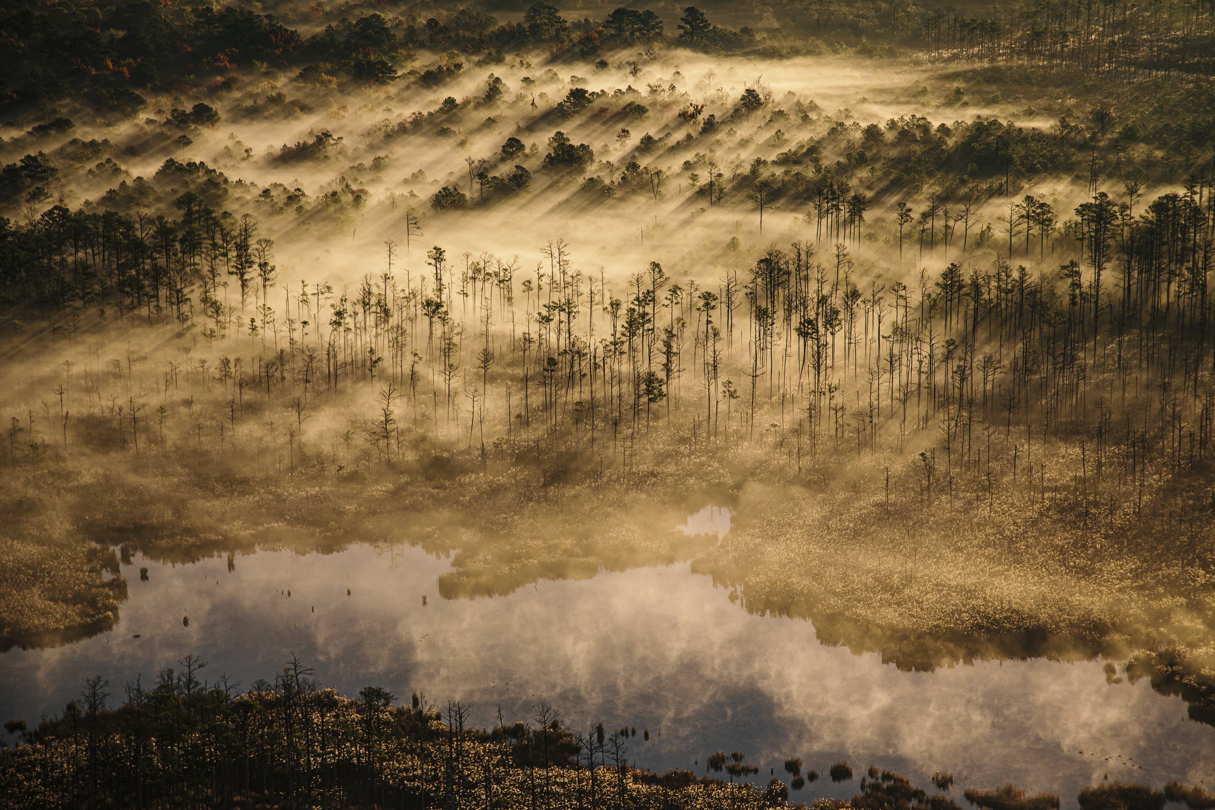 L’eau de la mer pénètre dans ce marais, sur la côte est du Maryland, tuant les arbres et noyant les terres sur son passage.