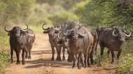 Interessiert dreinschauende Mitglieder der Big Five: Afrikanische Büffel im Marakele-Nationalpark