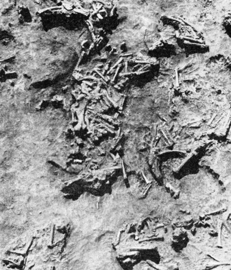 Tiny minimize marks on animal bone fossils disclose that human ancestors have been in Romania 1.95 million years in the past