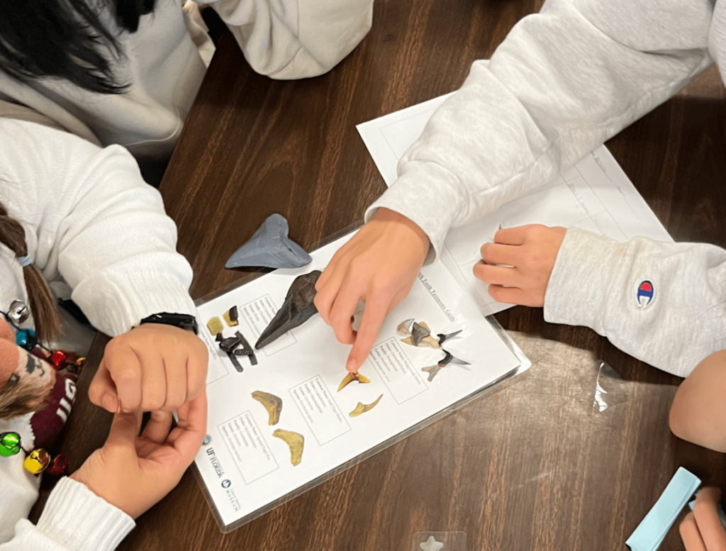 Shark AI makes use of fossil shark enamel to get center college children desirous about paleontology and pc imaginative and prescient