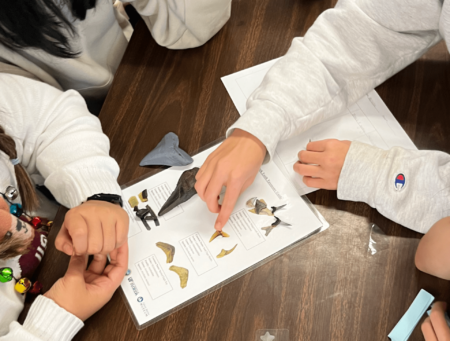 Shark AI makes use of fossil shark enamel to get center college children desirous about paleontology and pc imaginative and prescient