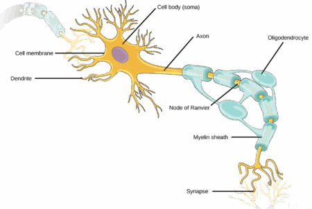 How does your mind create new recollections? Neuroscientists uncover ‘rules’ for the way neurons encode new data